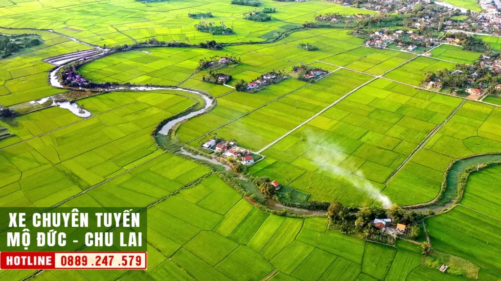 cánh đồng lúa ở mộ đức