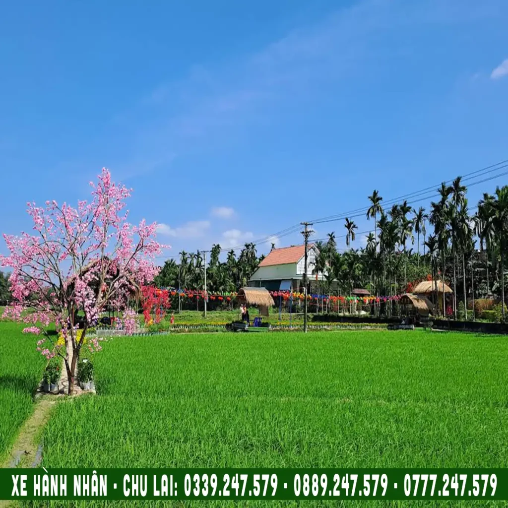 cánh đòng lúa và hoa hành nhân, xe ghép chu lai đi hành nhân