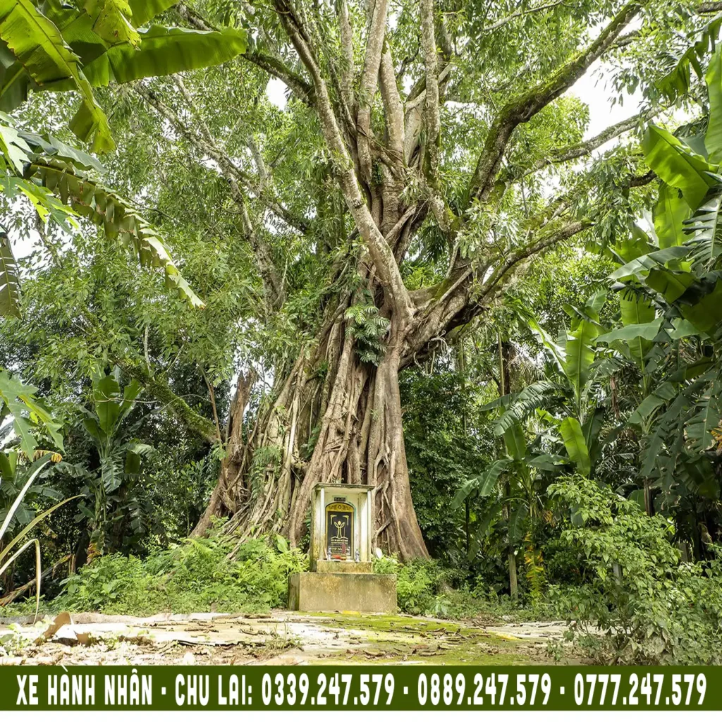 cây đa di sản ở hành nhân nghĩa hành