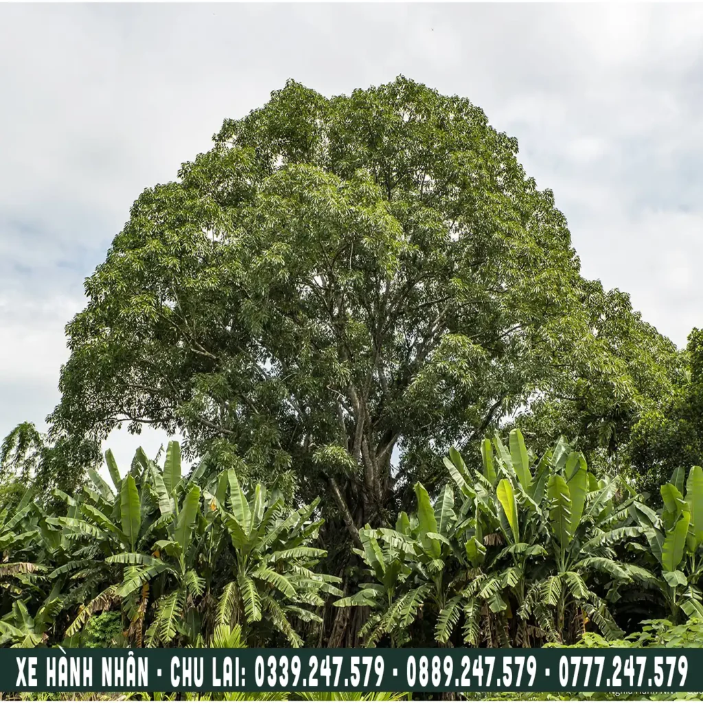 cây đa di sản ở xã hành nhân, xe chu lai đi nghĩa hành