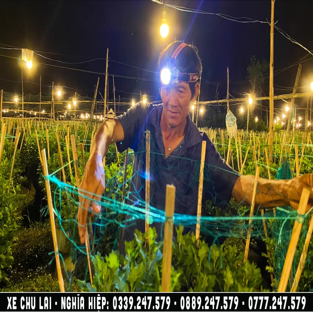 làng hoa cúc nghĩa hiệp tư nghĩa