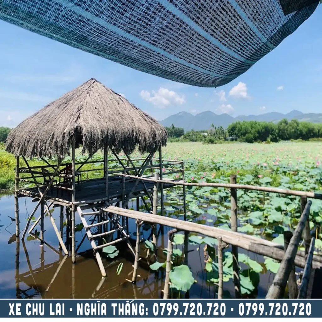 bàu sen nghĩa thắng tư nghĩa đi chu lai