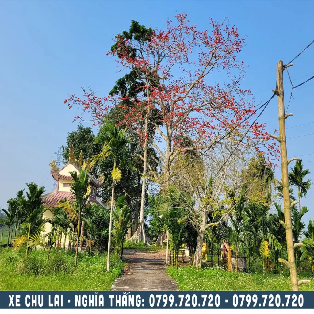 miếu bàu vừng thôn an tráng nghĩa thắng đi chu lai chỉ 2xx