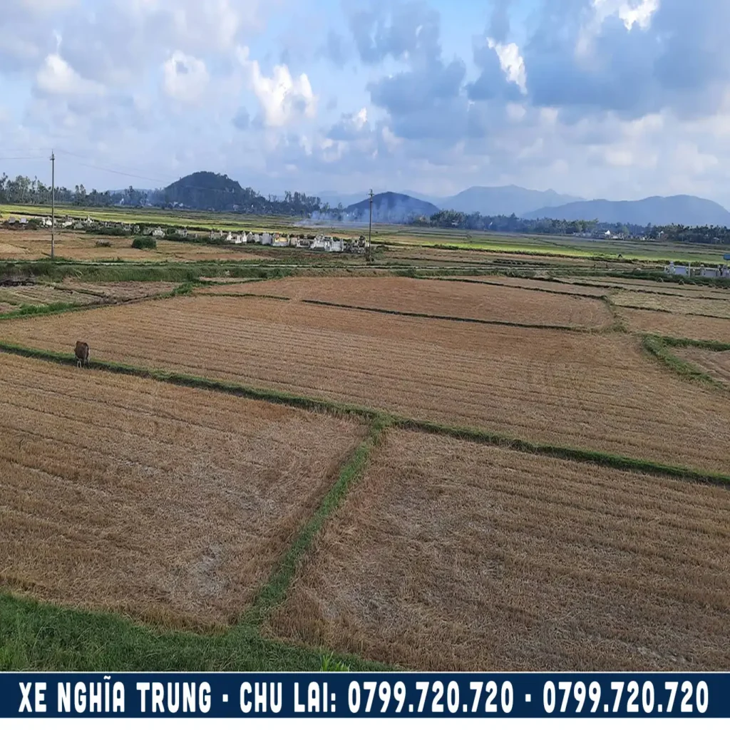 cánh đồng lúa ở nghĩa trung tư nghĩa